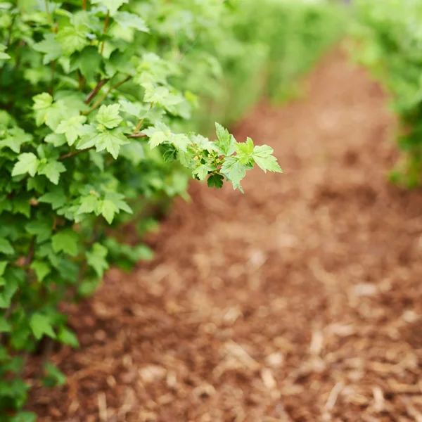 Currant bush leaves — Stock Photo, Image