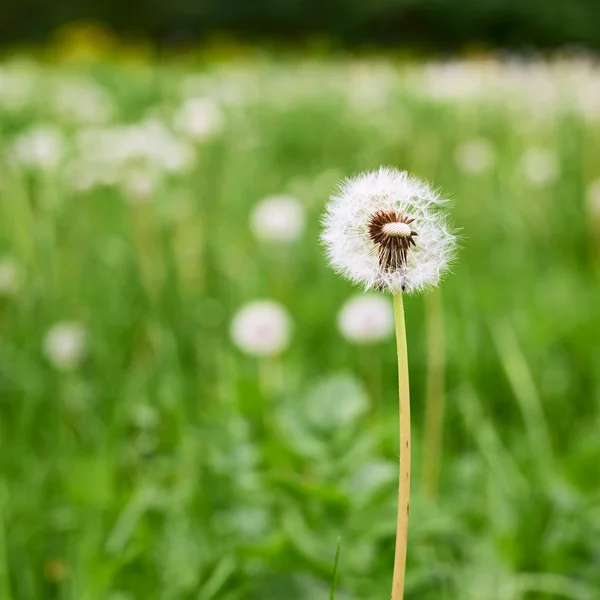 Dandelion flower — Stock Photo, Image