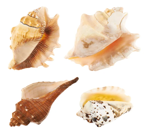 Több tengeri kagyló — Stock Fotó
