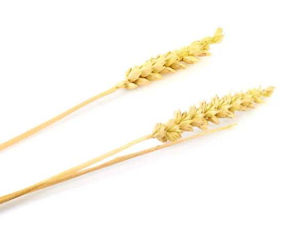 Ear of wheat — Stock Photo, Image