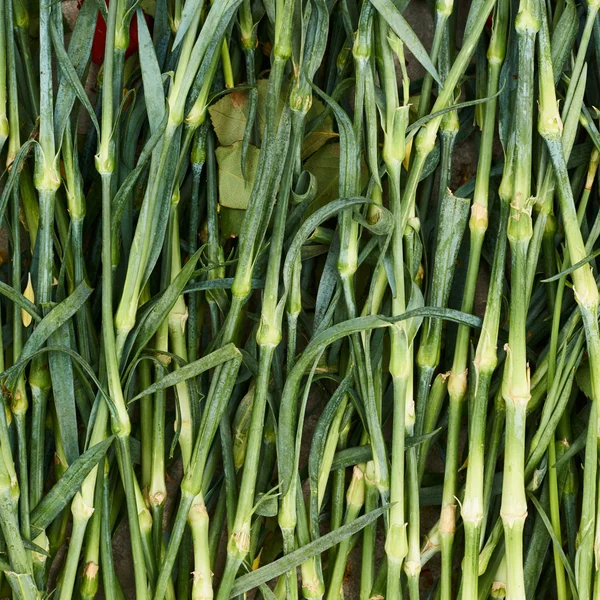 Dianthus flower's stems — Stock Photo, Image