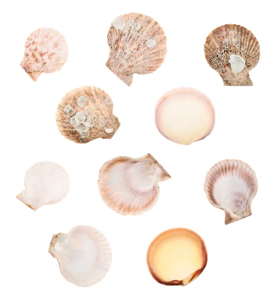 Conjunto de várias conchas do mar — Fotografia de Stock