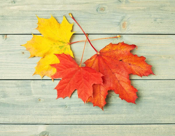 Maple leaves over the wooden boards — Stock Photo, Image