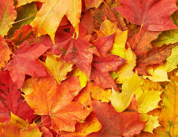 Maple leaves over the wooden boards — Stock Photo, Image