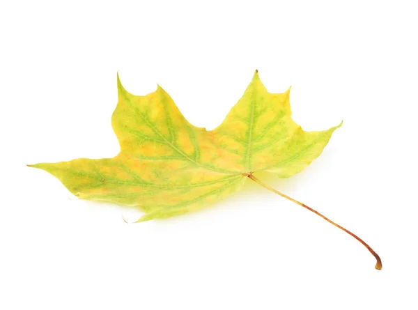 Зеленый осенний кленовый лист изолирован — стоковое фото
