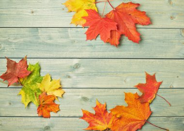 renkli akçaağaç yaprakları