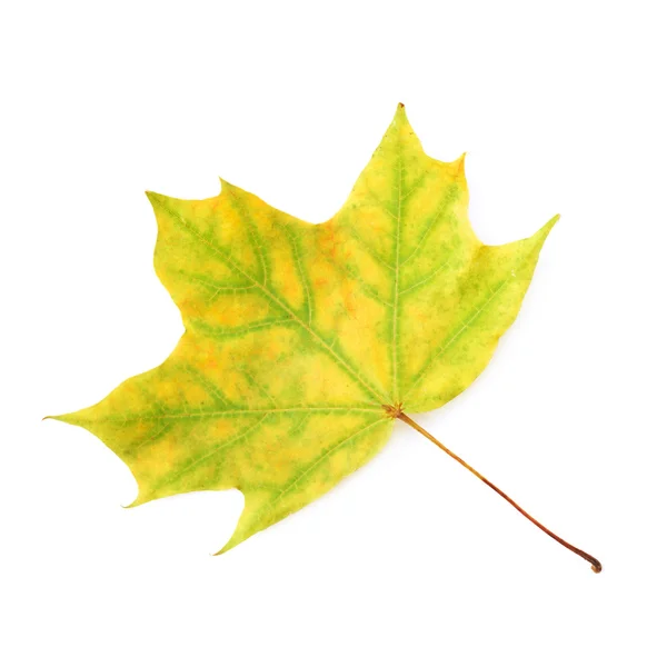 Green maple leaf — Stock Photo, Image