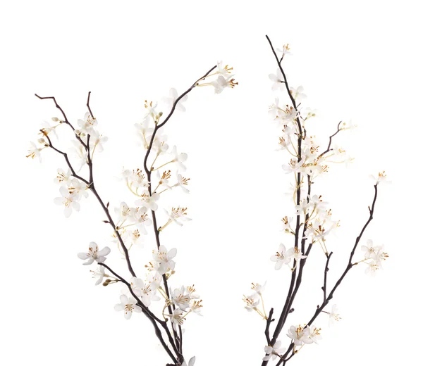 Sakura λευκά λουλούδια — Φωτογραφία Αρχείου