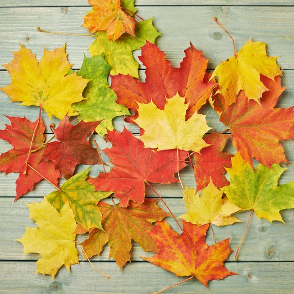 Colorful Maple leaves — Stock Photo, Image