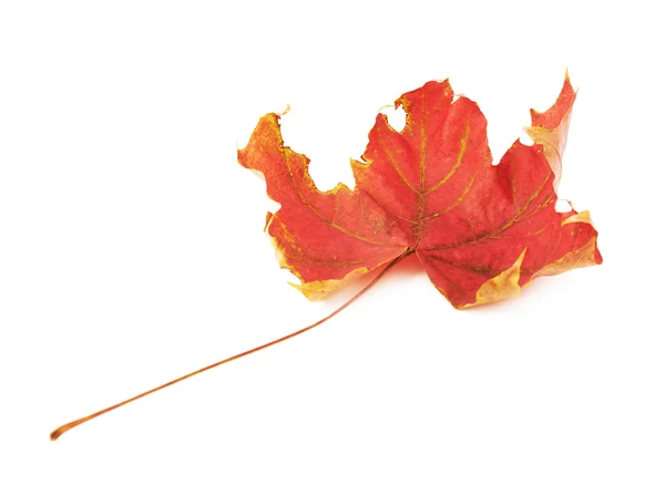 Feuille d'érable rouge d'automne — Photo