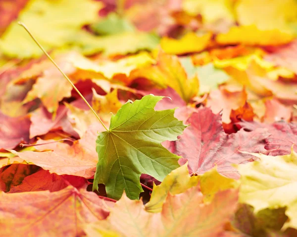 Colorful maple leaves — Stock Photo, Image