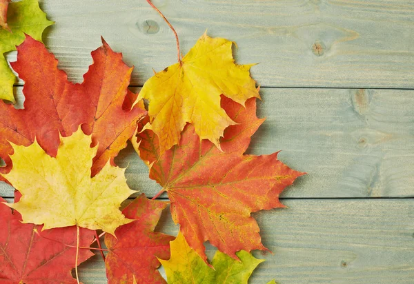 Colorful Maple leaves — Stock Photo, Image