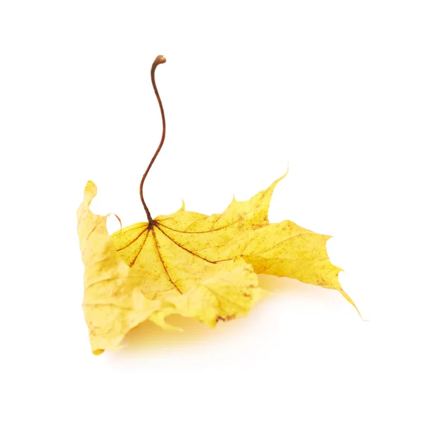 Yellow maple leaf — Stock Photo, Image