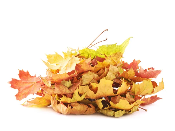 Colorful maple leaves — Stock Photo, Image