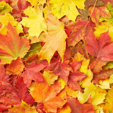 Renkli akçaağaç yaprakları ile kaplı yüzey