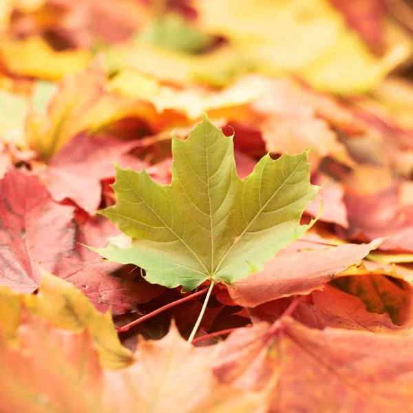 表面はカラフルなカエデの葉で覆われています。 — ストック写真