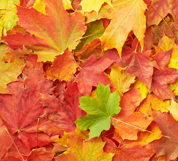 Surface covered with colorful maple leaves — Stock Photo, Image