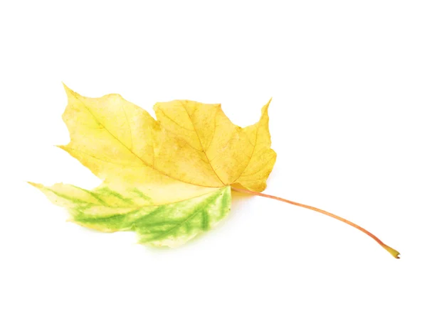 Autumn yellow maple leaf isolated — Stock Photo, Image