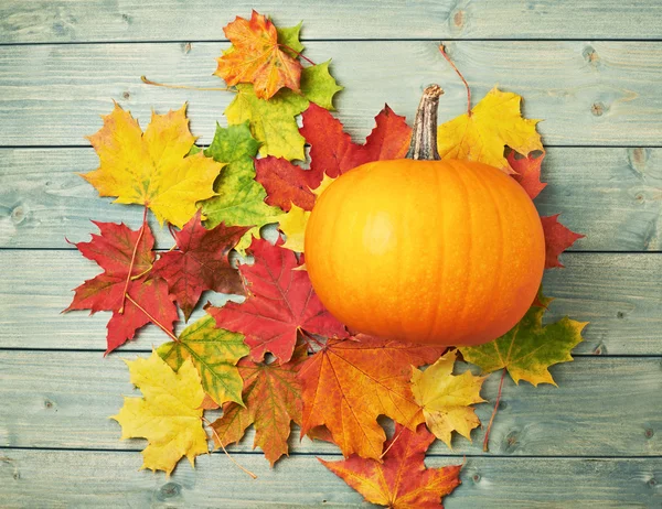 Orange pumpkin and maple leaves composition — Stock Photo, Image