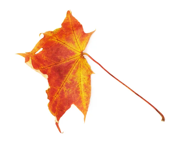 Feuille d'érable rouge d'automne — Photo