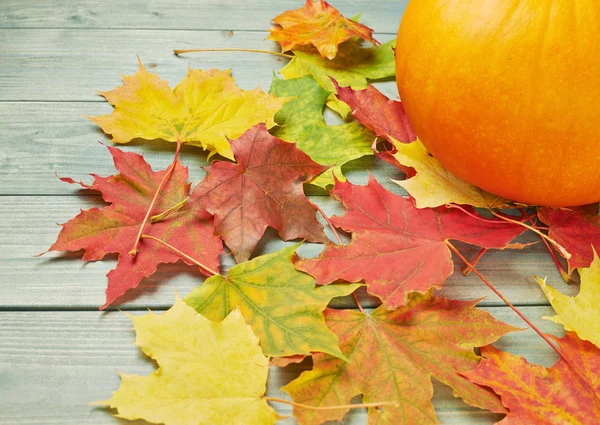 Orange pumpkin and maple leaves composition — Stock Photo, Image