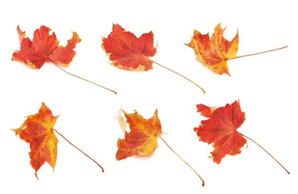 Red autumn maple leaf — Stock Photo, Image