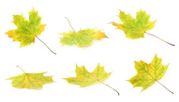 Groene herfst esdoornblad geïsoleerd — Stockfoto