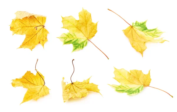 Feuille d'érable jaune d'automne isolée — Photo