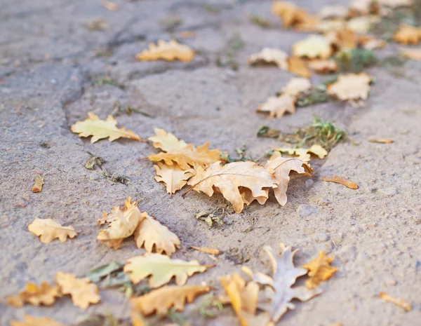 Mucchio di foglie di acero giallo — Foto Stock