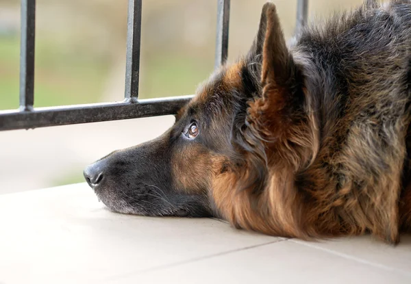 Üzgün Alman çoban köpeği — Stok fotoğraf