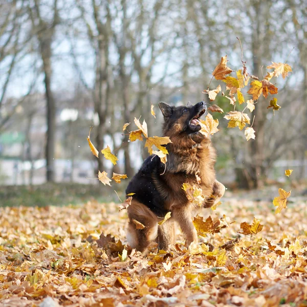 Sarı akçaağaç yaprakları ile oynayan köpek — Stok fotoğraf