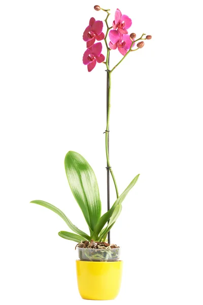 Bíbor orchidea virág — Stock Fotó