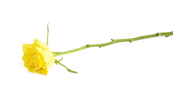 Single rose over the white surface — Stock Photo, Image