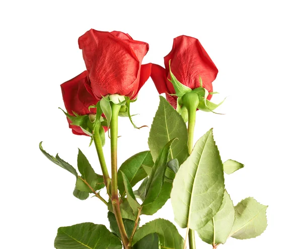 Σύνθεση τρία κόκκινα τριαντάφυλλα — Φωτογραφία Αρχείου