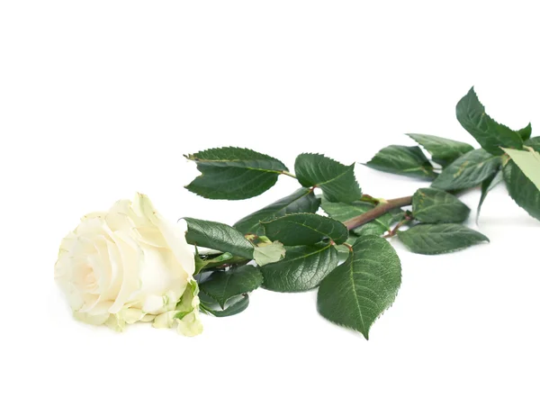 Single rose over the white surface — Stock Photo, Image