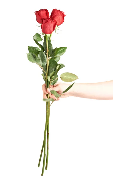 Mão segurando três rosas — Fotografia de Stock