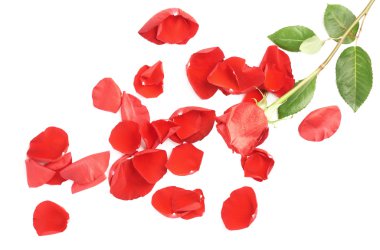 kırmızı gül kompozisyon