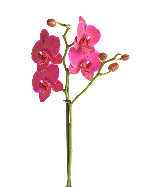 Magenta orkidé blomma — Stockfoto