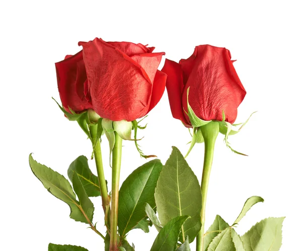 Tres rosas rojas — Foto de Stock