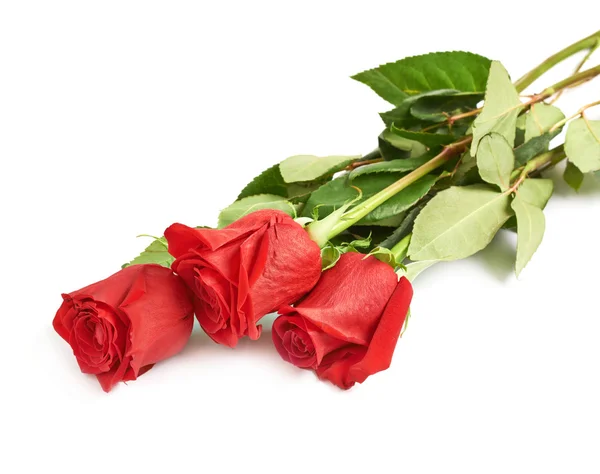 Τρία κόκκινα τριαντάφυλλα — Φωτογραφία Αρχείου