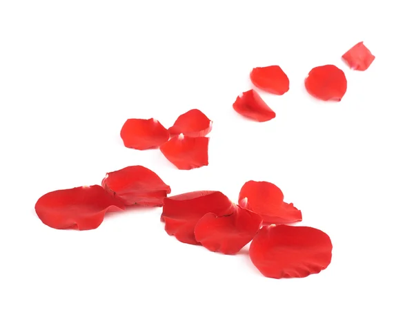 Red rose petals — Stock Photo, Image