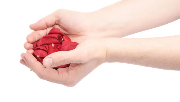 Hände, die einen Haufen Rosenblätter halten — Stockfoto