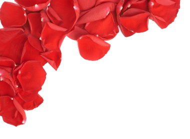 Kırmızı gül yaprakları kompozisyon