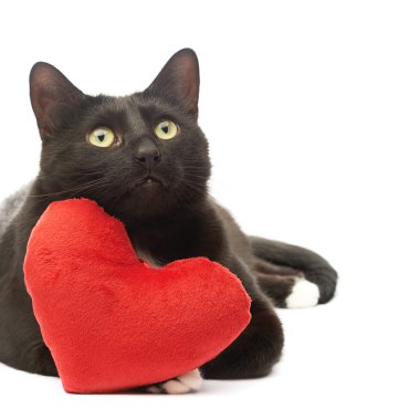 Kara kedi ve kırmızı kalp