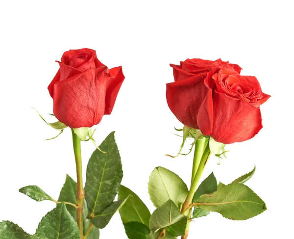Три червоні троянди — стокове фото