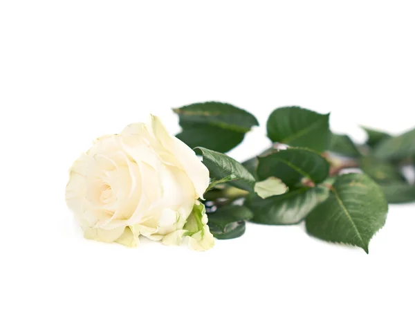 Single white rose — Stock Photo, Image