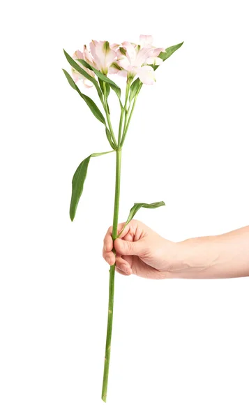 Hand som håller ett alstroemeria blomma — Stockfoto