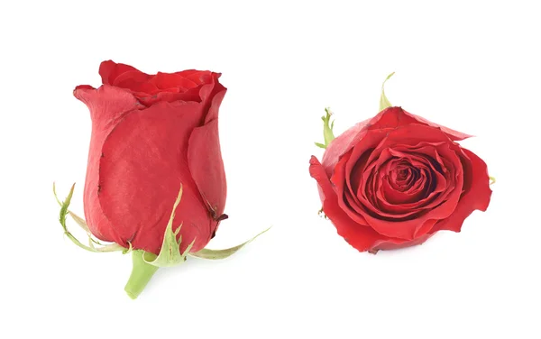 Germogli di fiori di rosa rossa — Foto Stock