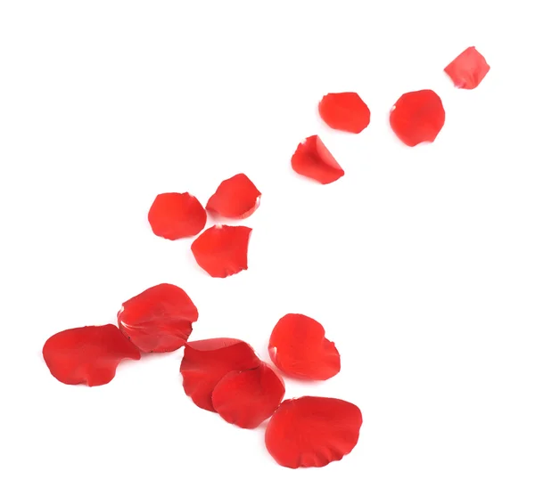 Rosa vermelha pétalas composição isolada — Fotografia de Stock