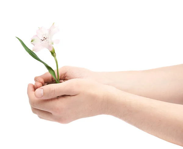 Dos manos sosteniendo una flor —  Fotos de Stock